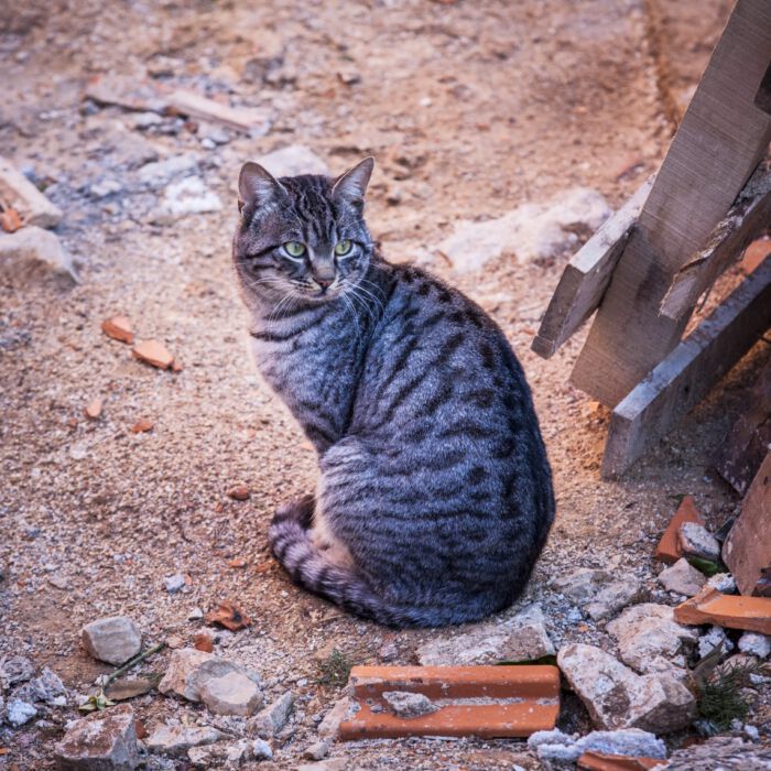 Construction-Cat-by-Dzoni-Bagaric