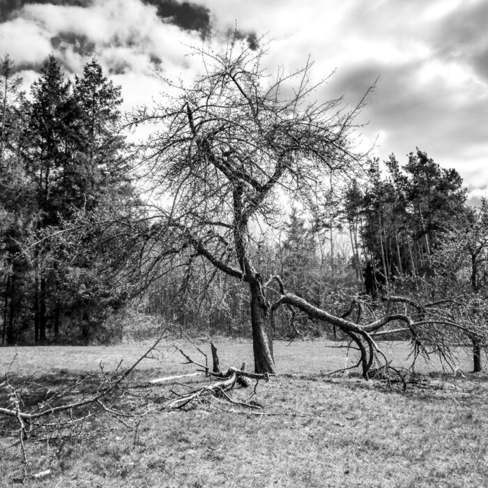 broke-tree-by-Dzoni-Bagaric