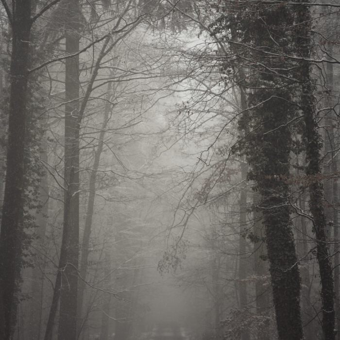 dark-forest-trail-by-Dzoni-Bagaric